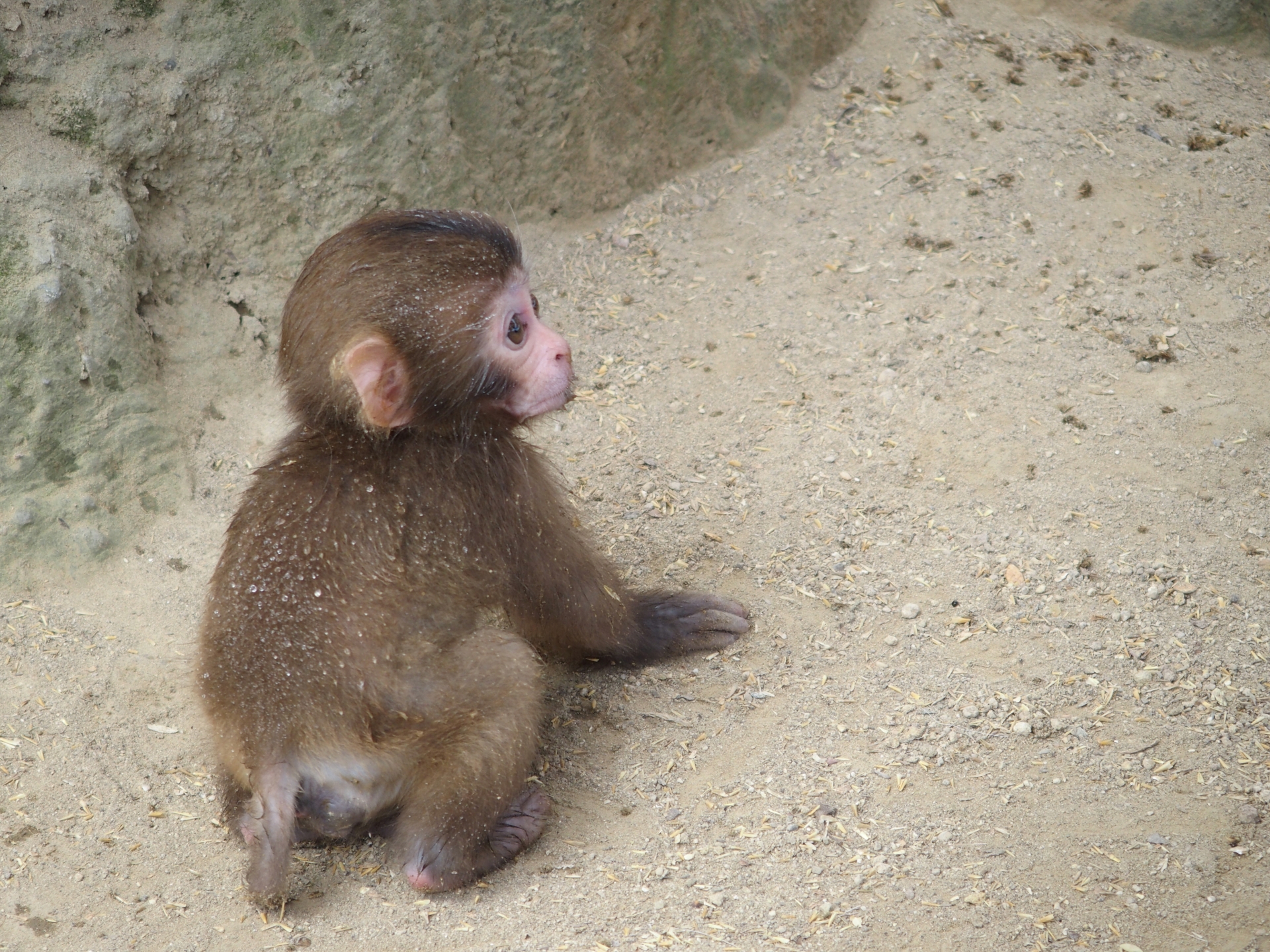 日吉神社 久留米市 の猿やご利益について 私が行った感想を紹介 神社巡りのために